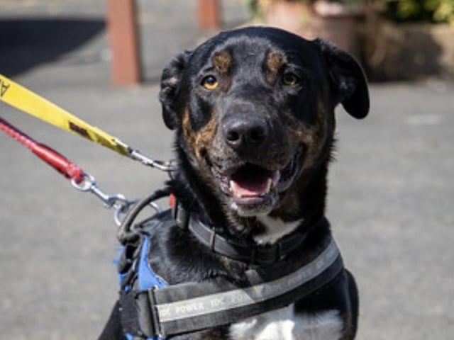 Annie said: "Duke is a handsome cross breed lad needing an active home and is willing to do some training. He is very high energy but does walk well on the lead & know basic commands."