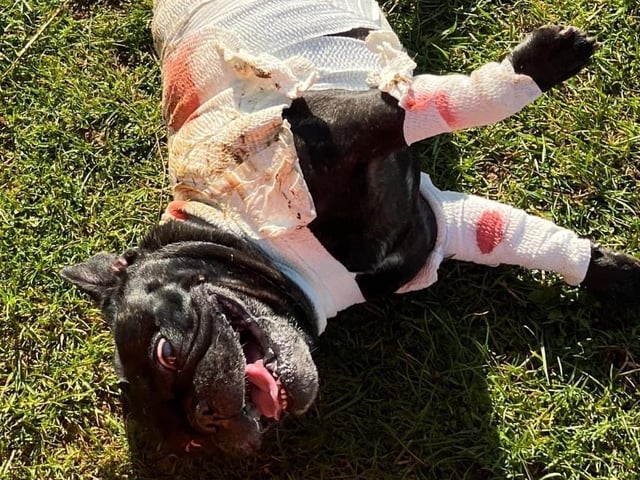 Around 50 French Bulldogs dressed up in Halloween outfits for a walk around Hunsbury Country Park over the weekend.