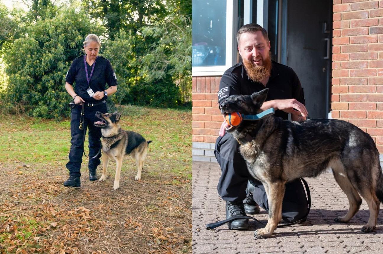 Two heroic Northamptonshire Police dogs retire after years of catching ...