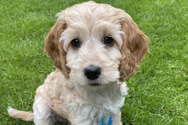Freckles the Cockapoo is just one of the hearing dog puppies you could care for.