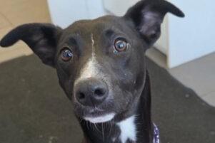 Rosie is a six-month-old Lurcher lady. She is currently under assessment.