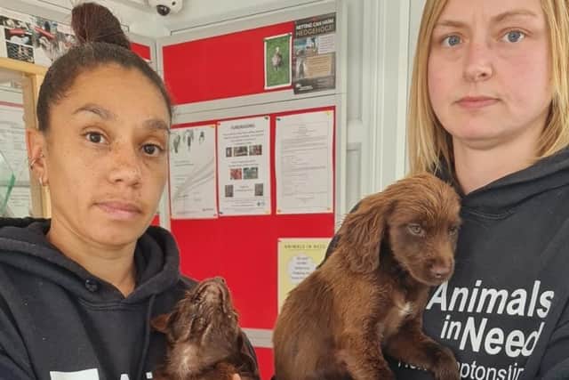 Animals In Need in Irthlingborough are running at full capacity due to rising admissions.
