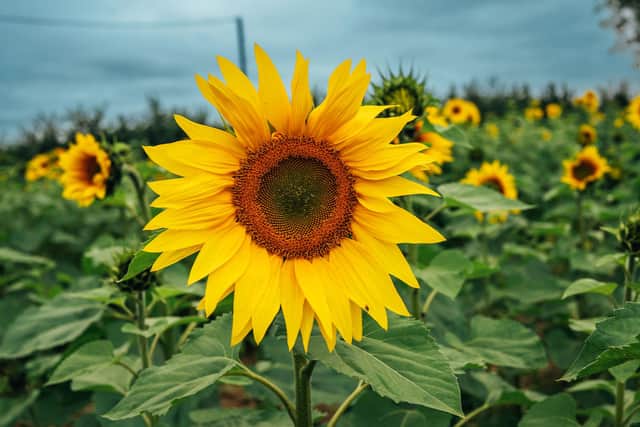 Despite facing unfortunate delays, Kislingbury Sunnies & Spooks’ sunflowers are ready to be picked and enjoyed. Photo: Khandie Photography.