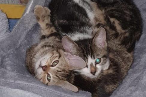Lulu is a lovely mummy, around 18 months old. She came to us with her beautiful babies, who are now 3 months old. Lulu and Cleo are looking for a home together. They will need a secure garden where they can safely explore once they are old enough. Please note, we do not rehome kittens singly or to households with children under the age of 5 years.