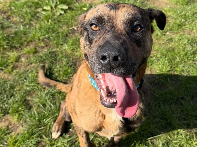 Percy is an 18-month-old large crossbreed lad. Percy loves to run and play. He is a clever boy, so will need ongoing training to keep his teenage energy in check.