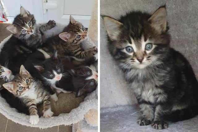 Just some of the kittens in need of re-homing at Animals In Need
