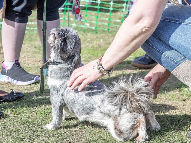 Pooches and owners alike enjoying the popular dog festival on Saturday September 14, 2024.