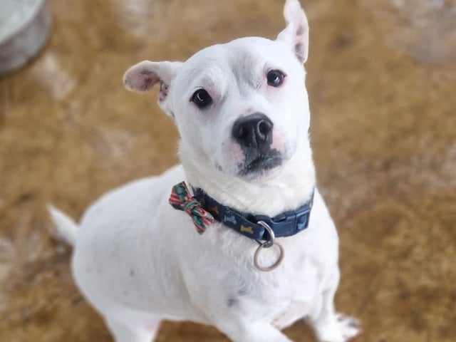 Dudley is a wonderful five-year-old terrier lad who needs an active home. We rehomed Dudley a few years ago but sadly he was returned because his family are too poorly to care for him.