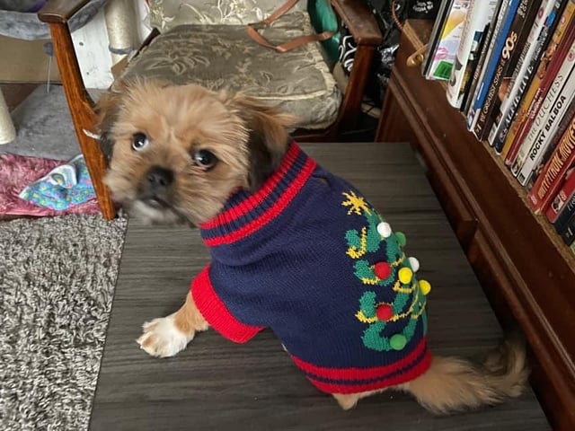 Lady the 15-week-old Shih Tzu is about to experience her first Christmas.