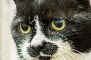 Annie said: "Panda is a super-friendly 10 year old lap cat looking for a home where cuddles are unlimited! A home with a nice safe garden away from any busy roads is essential. We do not yet know how she feels about other cats or dogs."
