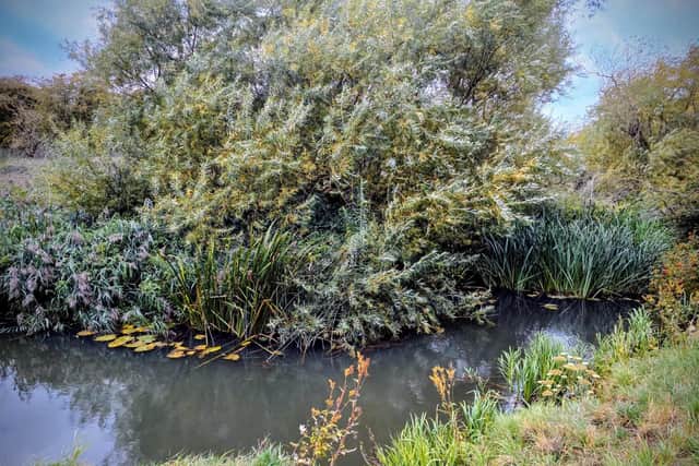 The river is flowing and ready for ducks