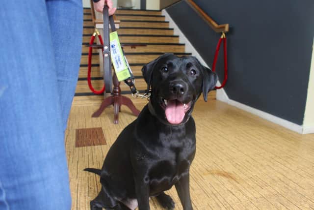 A guide dog puppy at the entrance to the theatre