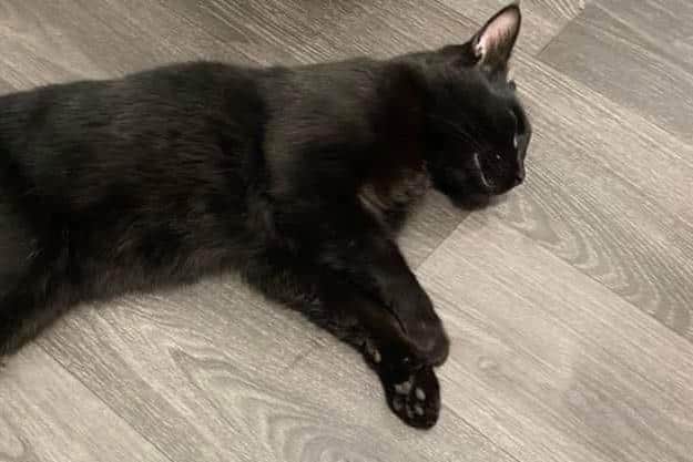 Milo's devastated owners fear their pet may have been poisoned deliberately with antifreeze.
