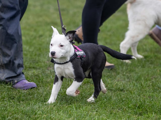 Dozens of dog walkers turned out on Sunday morning (December 21) for the charity's annual fundraiser at Bradlaugh Fields