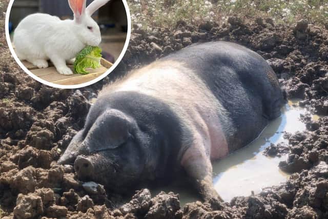 West Lodge Farm Park in Desborough is working hard to keep its animals cool during the current hot weather