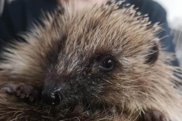 Safe release sites are needed for hedgehogs currently being looked after at Animals In Need in Little Irchester