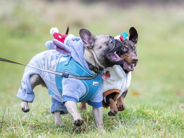 Nearly 100 French Bulldogs wore Christmas outfits for a festive walk at Hunsbury Hill Country Park on Sunday (December 17).