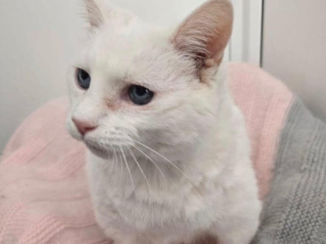 Missy is a 12-year-old lady who was previously rehomed through us but has been returned due to a change in her family’s circumstances. She would love a calm, animal-free home with a nice garden where she can potter around and enjoy her golden years.