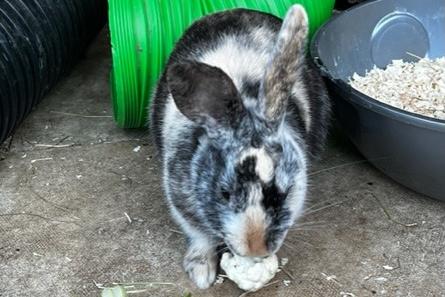 Annie said: "Max is a handsome but very lonely six month old harlequin chap needing a large for ever home with a new wife bun! Max is neutered, fully vaccinated, chipped & rehomed with four weeks' free insurance & rescue back up for life."