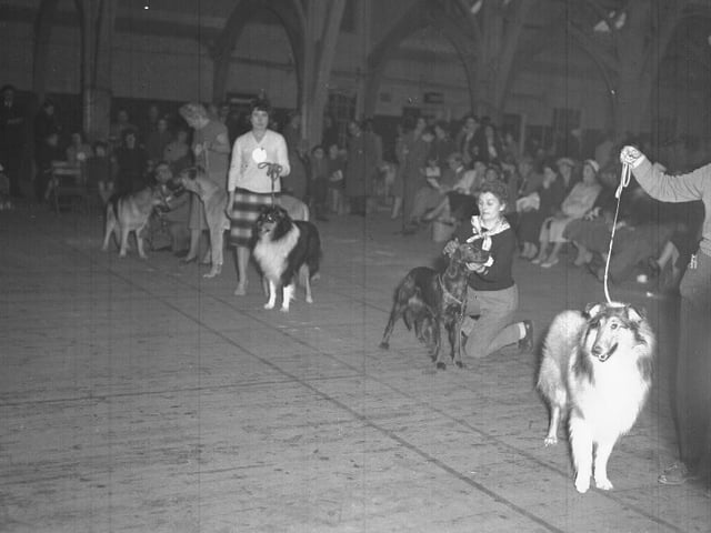 Dog show, perhaps at Drill Hall, Clare Street, Northampton.