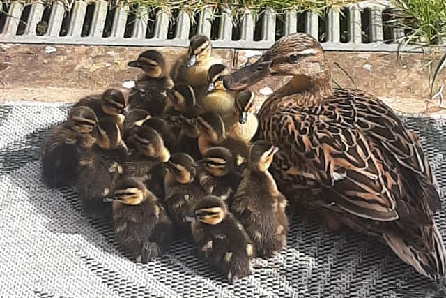 'Daffy' duck with her ducklings.