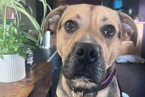 Maple is a two-year-old loyal Boxerdor who came to us from a council pound. She’s full of fun and has so much love to give! Maple moved to foster care because kennels were too stressful for her, and she has since been living with seven other rescue dogs. Her ideal home would be with another confident, friendly, neutered dog to play with, and possibly older children. While Maple loves everyone, she is quite boisterous! She is clean in the house, knows basic commands, and has good recall with her chosen person. Used to home comforts, she would prefer a home where she is allowed on the furniture—and even on her human’s bed! Maple travels well but does get anxious when getting into the car and needs encouragement. Maple loves toys, chews, and is very food-motivated, making it easy to get her attention. She is currently on hypoallergenic food, which suits her well. She has been cat-tested and isn’t bothered by them; she just wants their toys! It would be ideal for Maple to attend training classes to keep her mind focused.