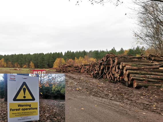 Nearly 2,000 trees in total are set to be felled at Harlestone Firs to make way for thousands of homes and a new road. This picture was taken on Saturday (November 26).
