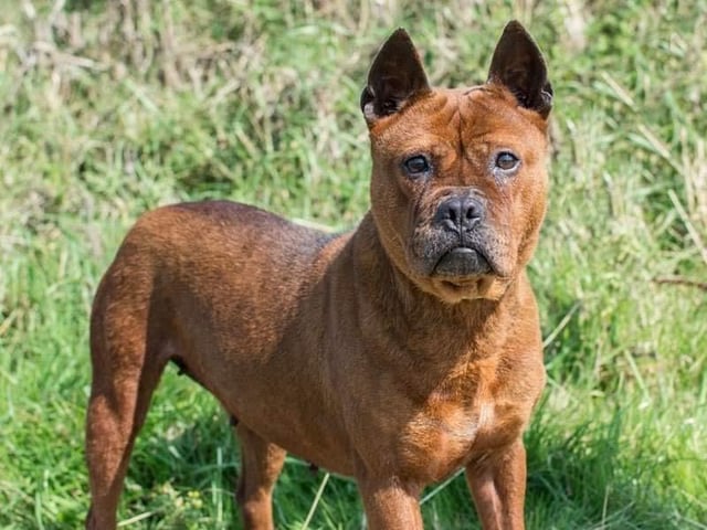 Annie said: "Chang came to us from a pound but she had previously been rescued from the Chinese dog meat trade. She's a sweet, shy and nervous girl and takes time to adjust to you. She's super dog friendly. She looks bigger than she is in this picture - she's only Frenchie sized."