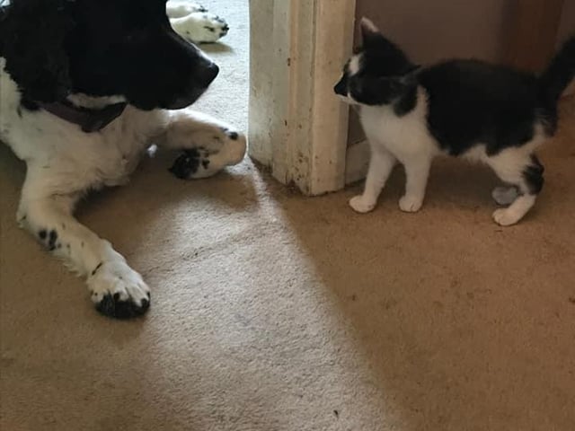 Nutmeg the dog talking about Coco the kitten: "Oh god mum, not another scratchy thing in the house."