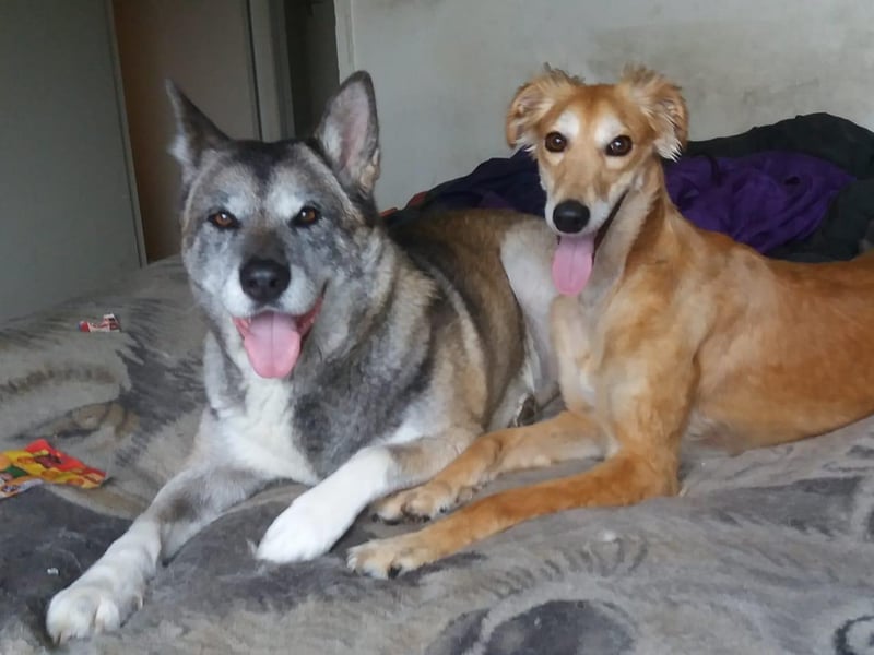 Shadow and Star pictured.