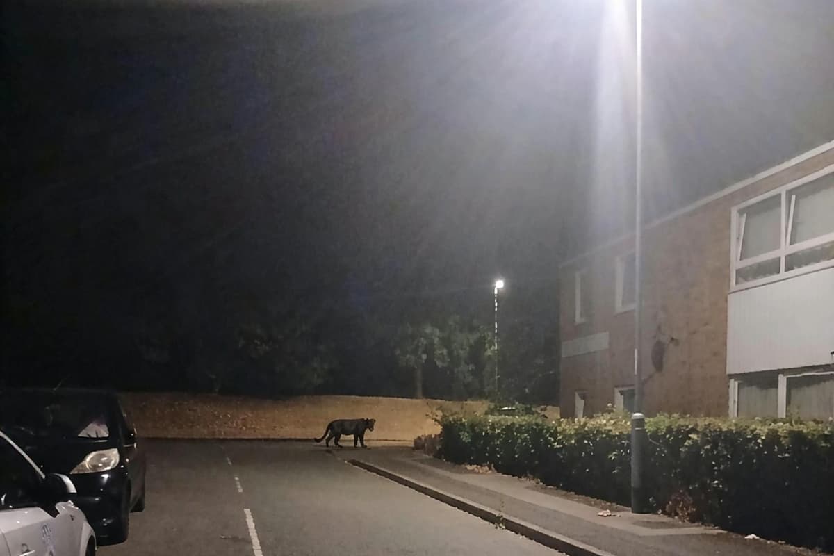 Northampton woman says life has gone ‘a bit mad’ after mystery big cat ...