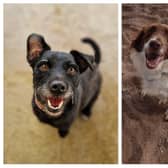 Rescue dogs looking for a home this week.