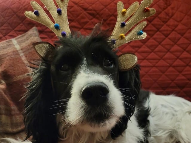 Sporting a pair of reindeer antlers - aw!
