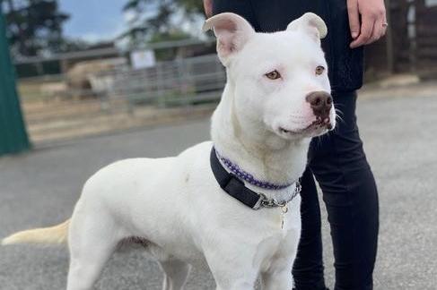 Annie said: "Marty is a young boisterous Staffie lad, fine with other dogs but an active home with no small children is essential for this happy affectionate boy."