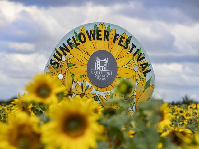 The sunflower field and maize maze is now open for family days out during the summer holidays.