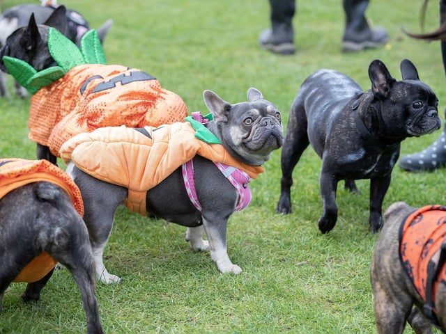 Owners and their pets met for the annual Halloween Walk for the annual event organised by the French Bulldog Meet and Walk Northampton group
