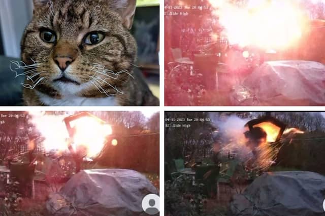 Suki the cat, who was injured after an alleged explosive trap was set to scare her away.