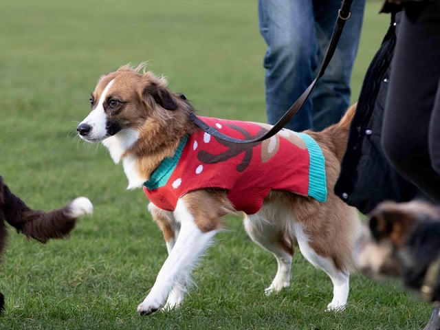 The popular event saw more than 100 dogs walked around Bradlaugh Fields in Northampton on Sunday (December 22).