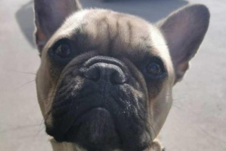 Eddie is a four-year-old French bulldog who is dog friendly and makes friends very quickly until food is involved. He is a food resource guarder. Can be very well managed once he knows you take his bowl once empty, and same with treats once eaten. But he will react if not managed properly - if no food involved he is a super sweet boy. No children or cats