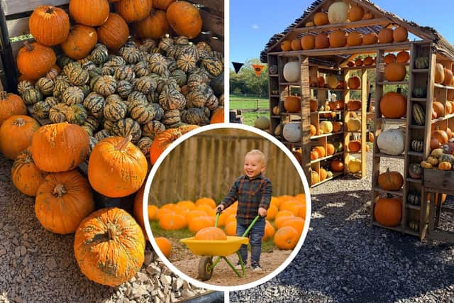 There's plenty of pumpkins at West Lodge Farm Park near Desborough