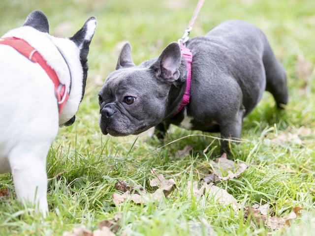 Nearly 100 French Bulldogs wore Christmas outfits for a festive walk at Hunsbury Hill Country Park on Sunday (December 17).