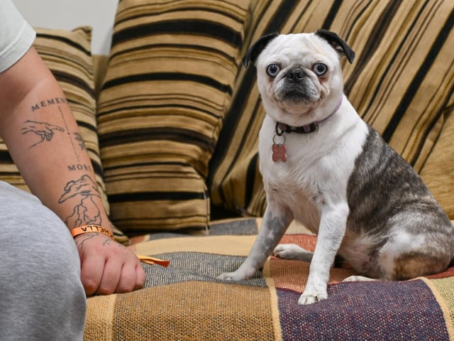 Pugs and their owners travelled across the country to be part of the occasion, which takes inspiration from Coachella festival and returned to Northampton on Sunday (August 23) with a pool party theme.
