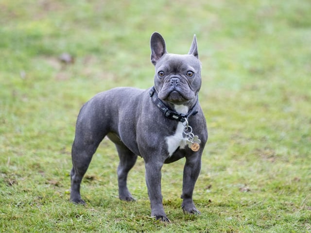 The French Bulldog Meet & Walk group’s Christmas walk at Hunsbury Hill Country Park on Sunday December 4, 2022.