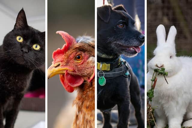 Animals In Need is holding a volunteer day this weekend