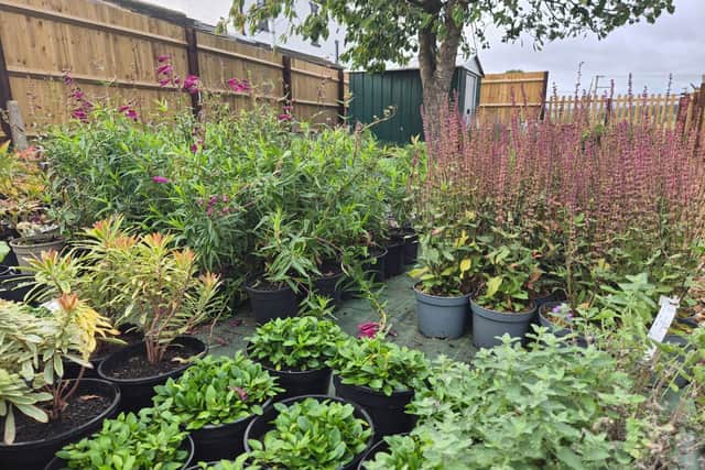 Wholesale plant business Beautiful Borders Plants Ltd, which is the new strand to Kim’s work, supplies to the horticultural trade and large estate gardens.