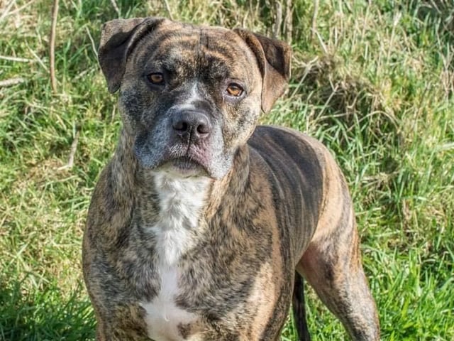 Annie said: "Boo is a five year old cross, very intelligent, and once bonded he will be your friend forever. He knows basic commands. Would need a careful introduction with other dogs but once done he is fine."