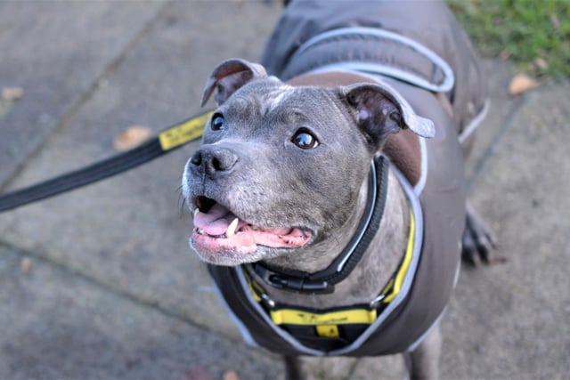 Female - Staffordshire Bull Terrier - aged 5-7. Lulu likes fuss and attention. She's a well-behaved girl who can live with kids aged 12 and over.