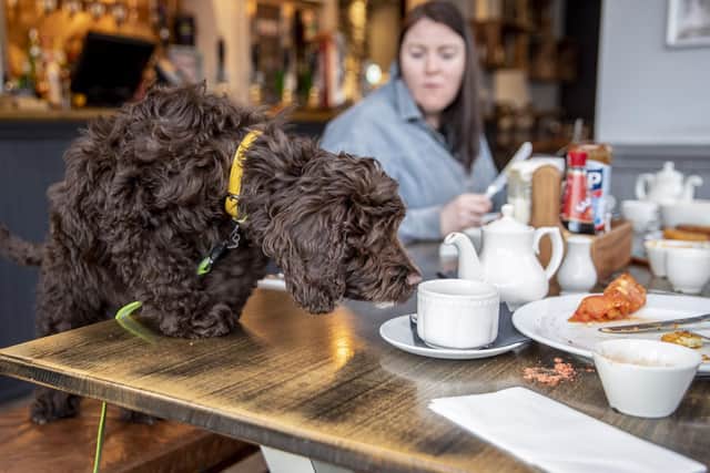The Doggy Brunch at The Hart pub in Duston. Photo by Kirsty Edmonds.