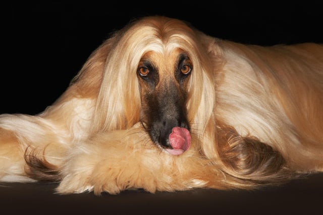 Stanley Coren concluded that the beautiful Afghan Hound is the least intelligent breed of dog. Of course this could be largely due to the fact they are also the most stubborn breed of dog - notorious for ignoring their owner's commands. Who's to say they don't understand every word though!