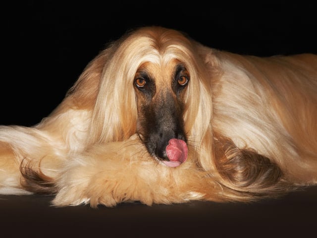 Stanley Coren concluded that the beautiful Afghan Hound is the least intelligent breed of dog. Of course this could be largely due to the fact they are also the most stubborn breed of dog - notorious for ignoring their owner's commands. Who's to say they don't understand every word though!